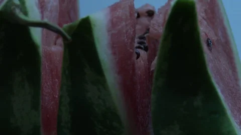 Ripe watermelon slices Video stock 79024741