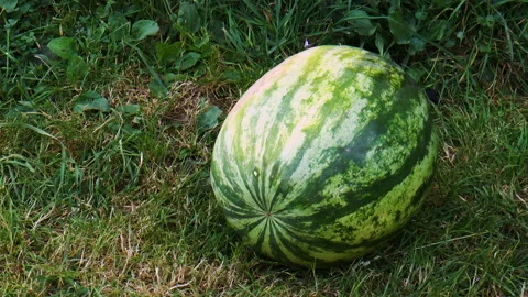 Ripe watermelons on the grass Stock Footage 94118981