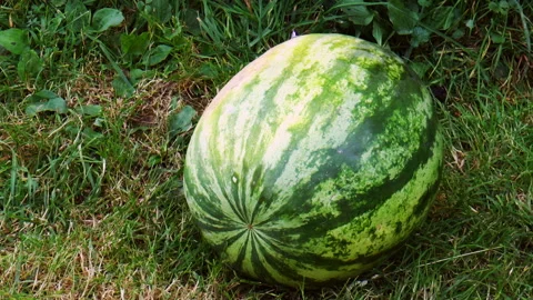 Ripe watermelons on the grass Stock Footage 94955822