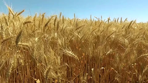 Ripe wheat against the blue sky Stock Footage