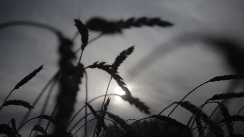 Ripe wheat on a background cloudy sky .wheat harvest.Agroindustrial. Stock-Footage 98073908
