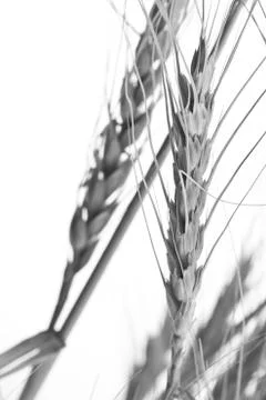 Ripe wheat as background. macro Stock Photos