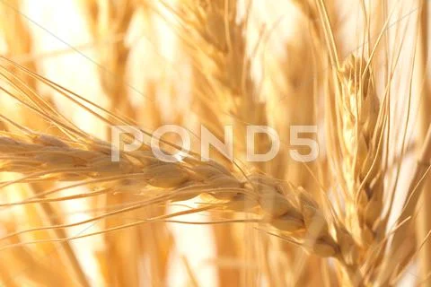 Ripe wheat as background. macro Stock Photos