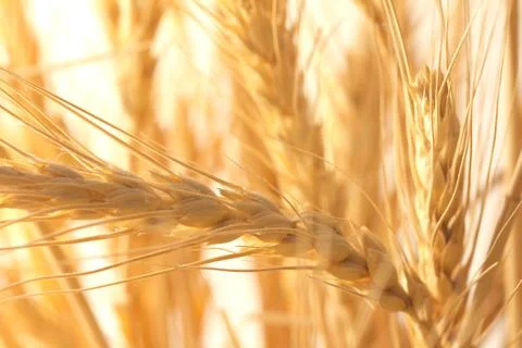 Ripe wheat as background. macro Stock Photos