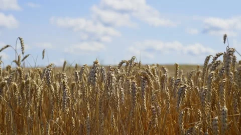Ripe wheat bowed its ears to the ground in anticipation of the harvest. Stock Footage 253175955