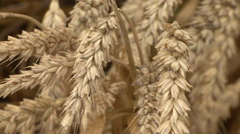 Ripe wheat close up Stock Footage 39660248