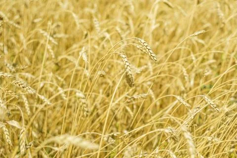 Ripe wheat close-up Stock Photos