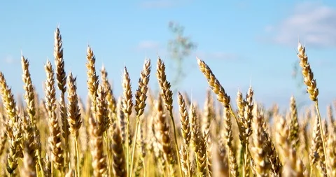 Ripe wheat close up rhythmically sways in the wind. Stock Footage 113404646
