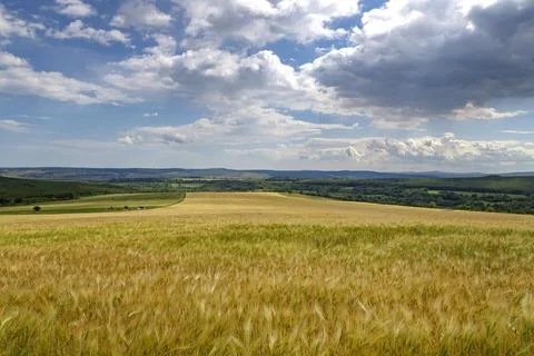 Ripe wheat in the cloudy sky Stock Photos