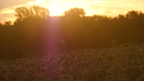 A ripe wheat cornfield in the evening light Stock Footage 173903874