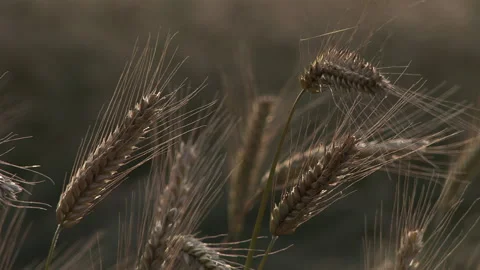 A ripe wheat cornfield in Germany 스톡 동영상 175187802