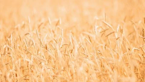 Ripe wheat develops in wind close-up sunset light Stock Photos