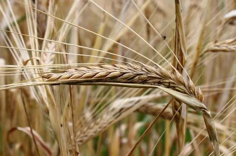 Ripe wheat ear Stock Photos