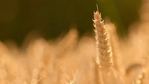 A ripe wheat ear sways in a light breeze 動画素材 339470977