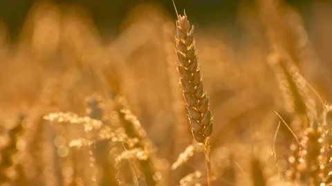 A ripe wheat ear sways in the wind Stock Footage 339285206