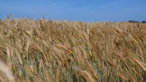 Ripe Wheat Ears Against Blue Sky Swinging In The Wind. Видео 118244904