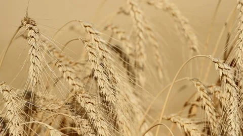 Ripe wheat ears close-up on the field Stock Footage 122044495