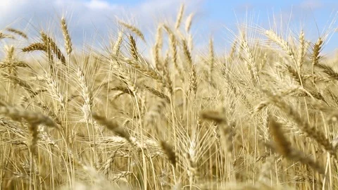 Ripe wheat ears close-up. Stock Footage 94188136