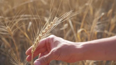 Ripe wheat ears close up video. wheat harvest, food crisis Stock Footage 275915027