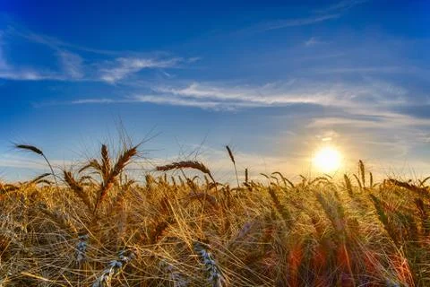 Ripe wheat ears in evening on the field at sun, clouds and blue sky, lens fla Stock Photos