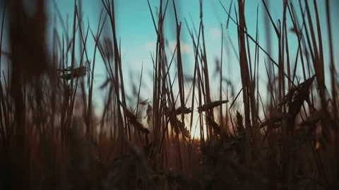 Ripe wheat ears fall between gold wheat stalks in field of Ukrainian countryside Stock-Footage 201821368