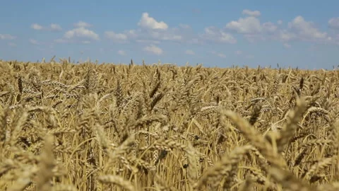 Ripe wheat ears in a field in the wind Stock Footage 102174326