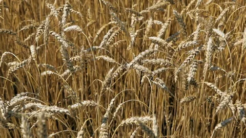 Ripe wheat ears Stock Footage 102167462