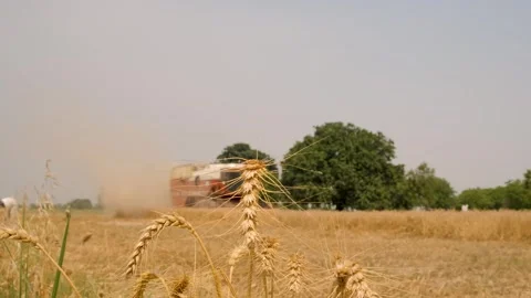 Ripe Wheat Ears in Foreground with Combine Harvester Harvesting in Background Stock Footage 246477118