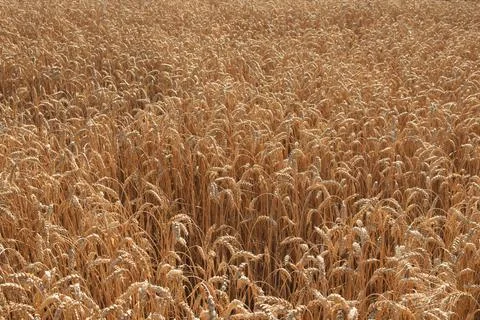 Ripe wheat ears, full frame. Harvest cereals, background. Backdrop Stock Photos
