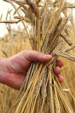 Ripe wheat ears in the hand won on the wheat fields. Foto stock