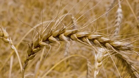 Ripe Wheat Ears Moving Naturally in the Wind Stock Footage 239171070