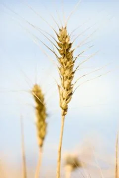 Ripe wheat ears Stock Photos