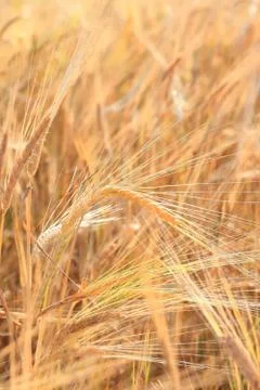 Ripe wheat ears Foto stock