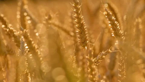 Ripe wheat ears sway in a light breeze Vídeo Stock 340261518