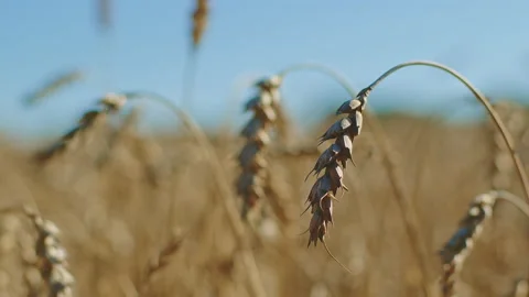 Ripe wheat ears swing in wind in field, growing and harvesting crops on farm Stock Footage 212722373