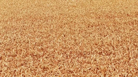 Ripe wheat ears texture with mature grain. Golden cereal crop ready for Stock Footage 340553524