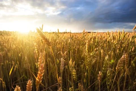 Ripe wheat ears under cloudy sky Foto stock
