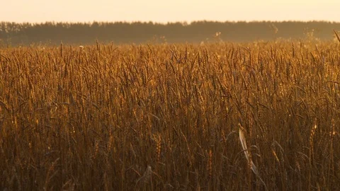 Ripe wheat on a farm field in rays of golden sunset. Panning shot Stock Footage 97493412