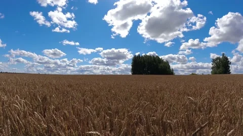 Ripe wheat field and clouds motion, time lapse Video stock 231462142