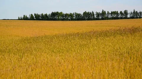 Ripe wheat field in August. Russia Stock Footage