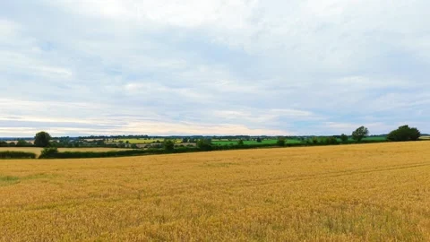 Ripe wheat field beneath wide cloudy sky across open rural landscape. Golden Vidéo 342806378