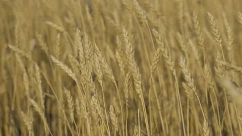 Ripe wheat field close-up in the rays of the setting sun Video stock 159292619