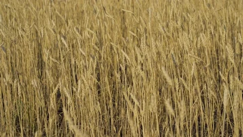 Ripe wheat field close-up in the rays of the setting sun Stock Footage 160358584