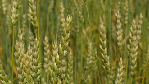 Ripe wheat in the field. Clouse up. Stock Footage 204945040
