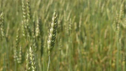 Ripe wheat in the field. Clouse up. Stock Footage 204945650