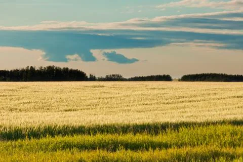 Ripe wheat field distant forest in evening sun Foto stock