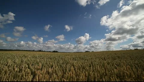 Ripe wheat field. Stock-Footage 11418184