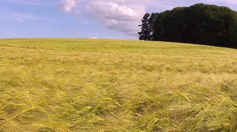 Ripe wheat field. Stock Footage 34436067