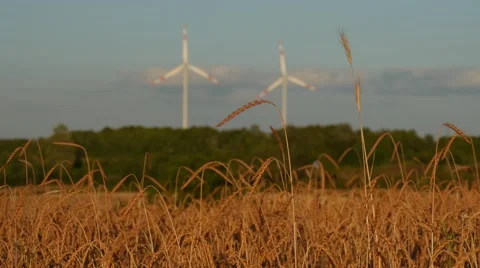 Ripe Wheat Field Stock Footage 52752557