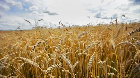 Ripe wheat field Stock Footage 60032443